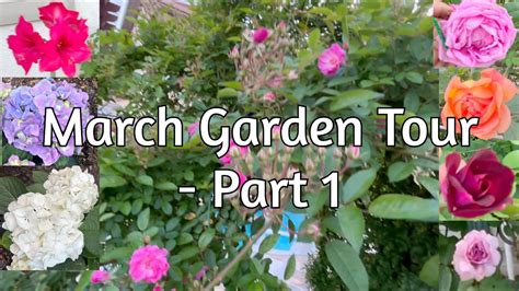 March Garden Tour Of My Houston Suburban Garden Part1 Gardentour