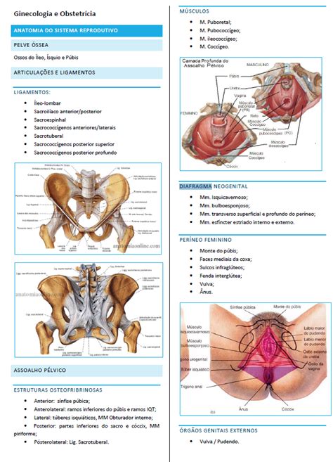 Resumo De Fisioterapia Na Rea De Ginecologia E Obstetr Cia Bruno