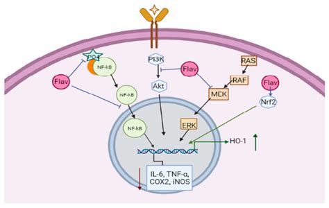 Molecules Free Full Text Flavonoids As Potential Anti Inflammatory