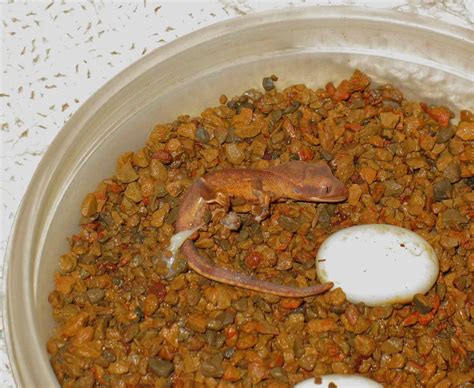 Crested Gecko Egg Incubation The Complete Guide Vital Frog