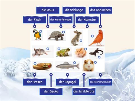 Tiere Labelled Diagram