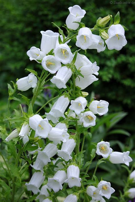 Campanula Medium Album Samen Kaufen Saatgut Wei E Marien Glockenblume