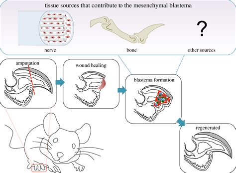 Mouse Digit Tip Regeneration Is A Multi Stage Process Amputation Of