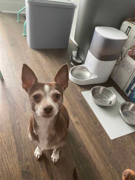 Chihuahua Feeding Guide How Much How Often To Feed Your Pet 2025