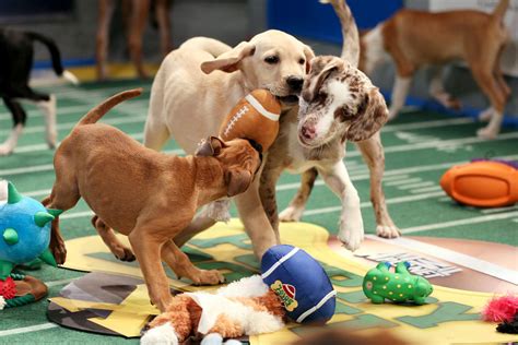 Behind the scenes of The Puppy Bowl - Sports Illustrated