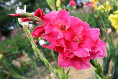 Cut Flower Care and Handling: Gladiolus - FloraLife