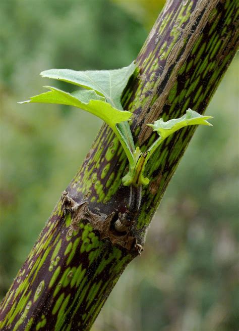 polymnia maculata  variegated plants planting flowers foliage plants