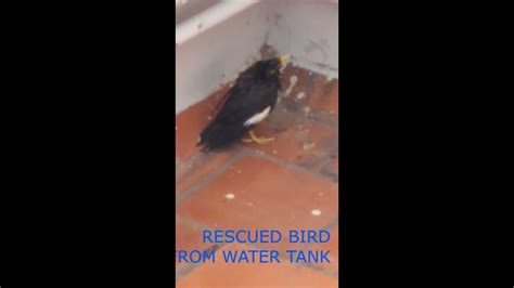 Rescue Bird Final Youtube