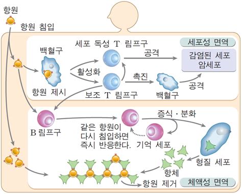 면역 반응 학습백과zum