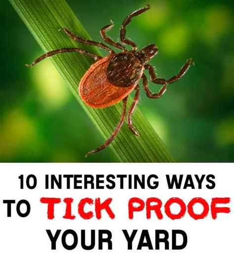 10 Interesting Ways To Tick Proof Your Yard Ticks Yard Proof