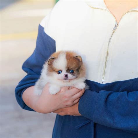 Benny - Tiny Male Pomeranian - Mini Teacup Puppies, INC