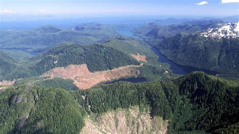 Alaska S Tongass National Forest Logging Restrictions Reinstated Npr