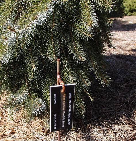 Picea Omorika Pendula Bruns Weeping Serbian Spruce PLTD Flickr