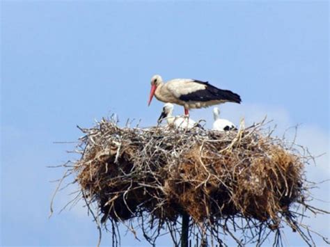 cuib de barza mutat prin ordin de ministru  psihologul muzical