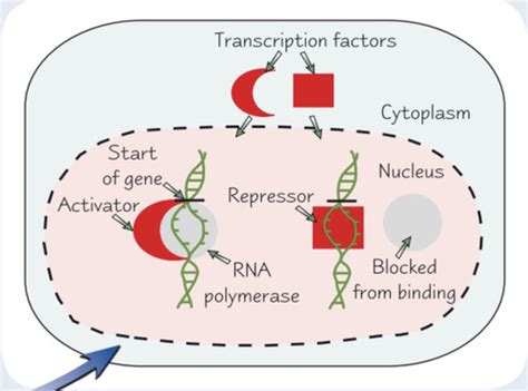 Regulation of Transcription and Translation Flashcards | Quizlet 