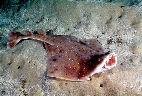 Angel Shark Ocean Treasures Memorial Library