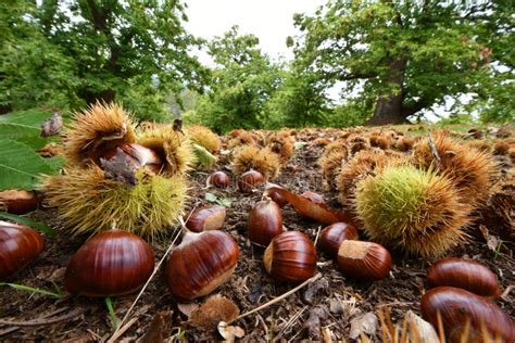 October Chestnuts And Hedgehogs Fall To Ground Chestnut Harvest Time