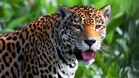 Jaguar K Wallpapers Wallpaper Cave