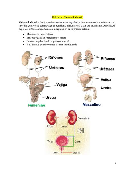 Sistema Urinario Resumen Gray S Anatomy For Students Unidad