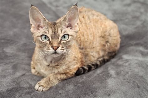 Cats With Long Ears