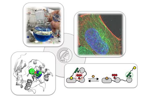 Fluorescent And Bioluminescent Probes For Imaging And Diagnostics Prof