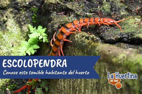 Escolopendra. Qué es y qué pasa con su picadura