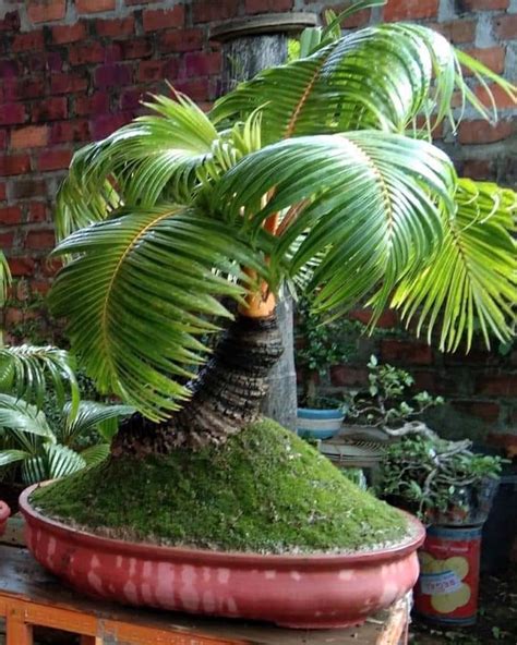 Coconut Bonsai Tree