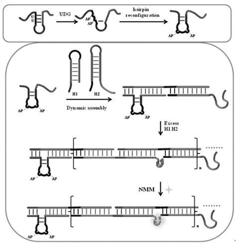 High Sensitivity Uracil Dna Glycosylase Udg Detection Using Dna Three