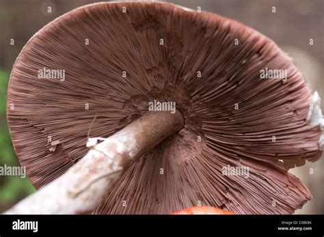 Photo Of A Really Big Like 15cm In Diameter Wild Field Mushroom