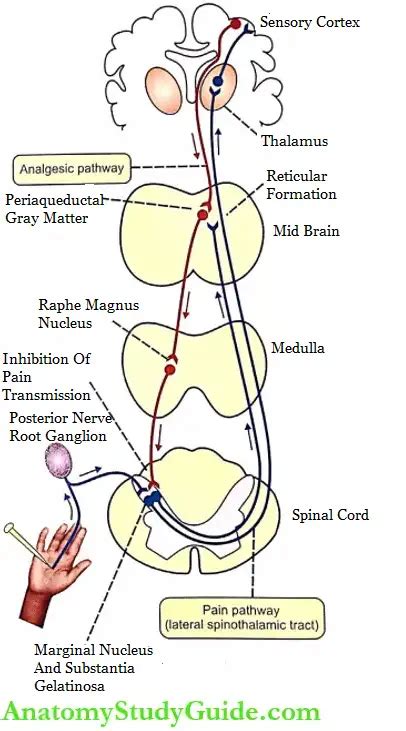 Physiology Of Pain And Sensation Notes Anatomy Study Guide