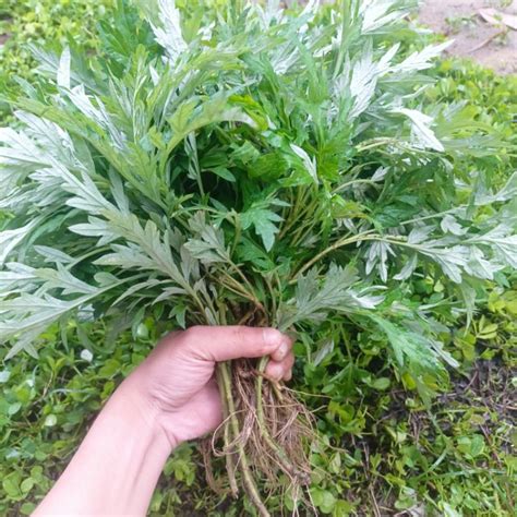 Jual Daun Baru Cina Ngeh Lokat Mala Asli Segar 500gram Shopee Indonesia