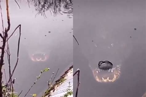 VIDEO Captan Enorme Reptil En Un Lago Y Se Hace Viral