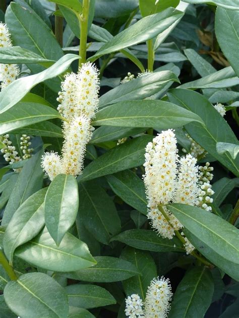 Prunus lauroc Genolia R Kirschlorbeer Genolia R Häußermann