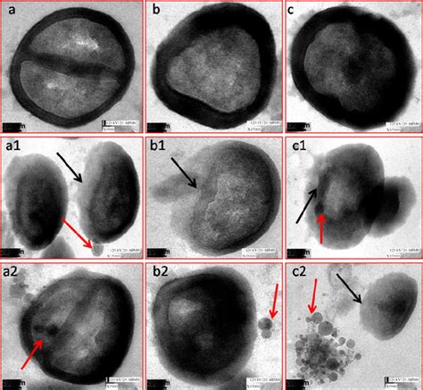 Hr Tem Images Of S Aureus Ac Untreated A C Treated With And