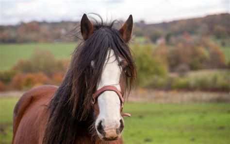 15 Popular Draft Horse Breeds