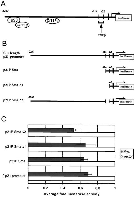 A Role For Transcriptional Repression Of P21cip1 By C Myc In Overcoming