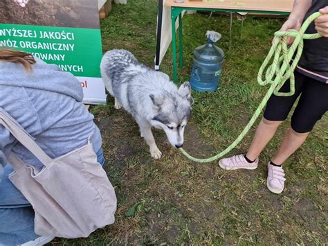 Azyl dla zwierząt w Tarnowie rozbudowuje się Porzuconych psów i kotów