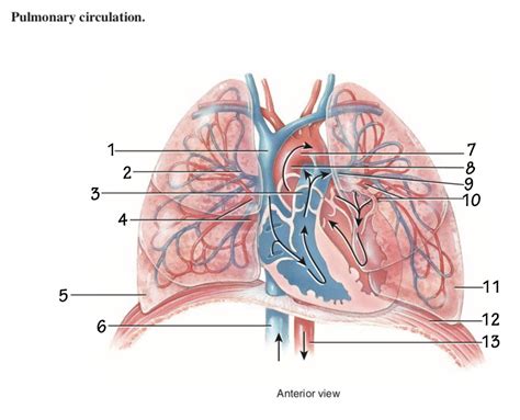 Pulmonary Circulation Diagram Quizlet