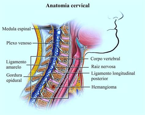Onde Fica A Cervical No Corpo Humano - Quais São As Funções Da Coluna Cervical – LMQVQ
