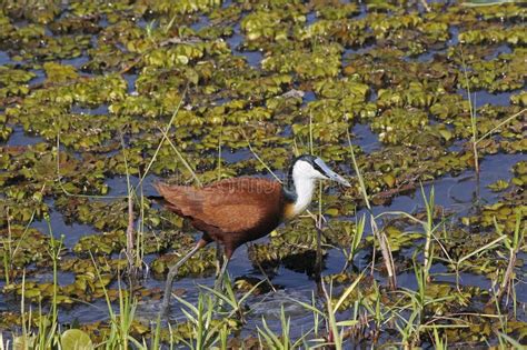 AFRICAN JACANA Actophilornis Africanus Adult Standing In Swamp Moremi