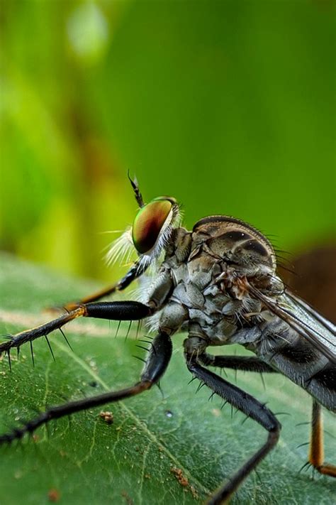 Insect Fly Entomology Free Photo On Pixabay Pixabay