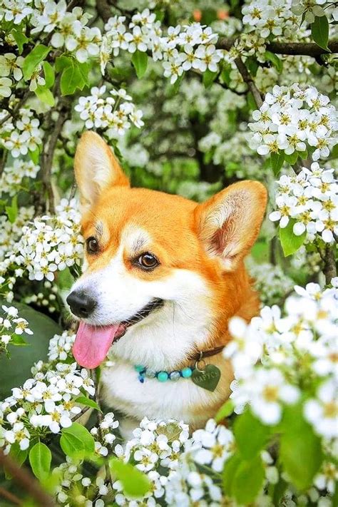 Pin by СТЕЛЛА ЛАНЕВСКАЯ on СОБАКИ С ЦВЕТАМИ Corgi Outdoor dog Corgi dog