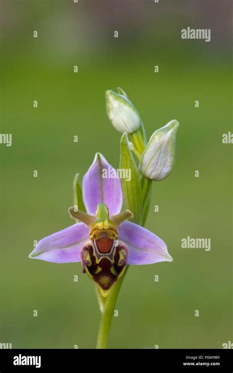 Bee Orchid Ophrys Apifera Plant With Single Flower Suffolk United