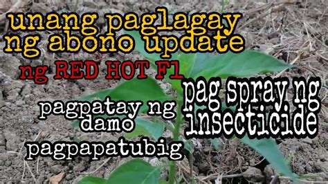 Red Hot F1 Update Unang Paglagay Ng Abono Fertilizer Sa Aking Tanim