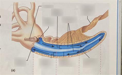 Bio Basilar Membrane Diagram Quizlet