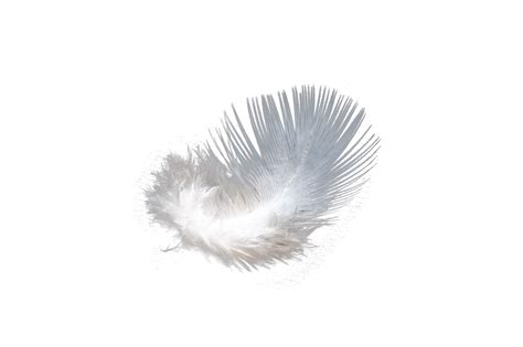 Pluma Blanca Aislada En Archivo Png De Fondo Transparente 18726853 Png