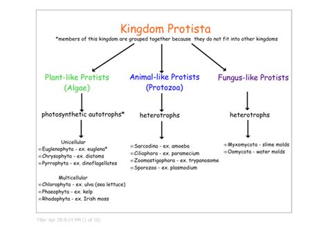 Kingdom Protista Chart