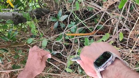 Investigado En A Laracha Por Poner En Fincas De Cultivo Unas Trampas