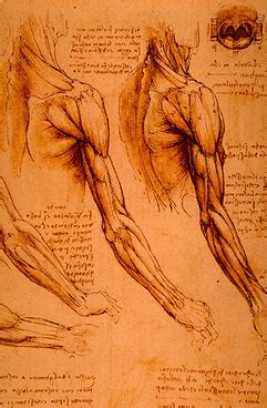 Leonardo Da Vinci Anatomical Drawings Vinci Leonardo Anatomical