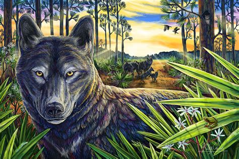 Florida Black Wolf: Extinct or Alive? – Kelly of the Wild